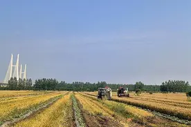 微视 | 湖北赤壁：田家丰收月，五月割麦忙图片