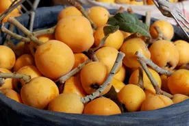 夏日健康帖丨又到了炫枇杷的季节！这条食用禁忌要知道图片