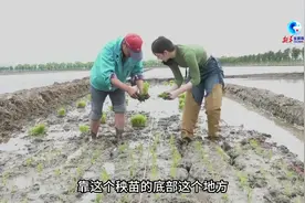 全球连线｜在沪外籍友人在小满节气下田插秧图片