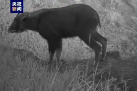 野外红外相机拍摄到“四不像”！中华鬣羚现身广东南岭图片