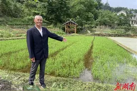 “待到扬花拔穂时，愿您禾下笑。”靖州这位农民前不久梦到了袁隆平图片