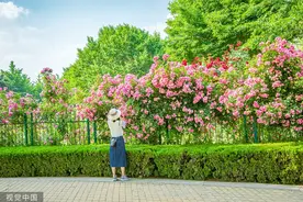 临沂：月季盛开 市民畅游花海图片