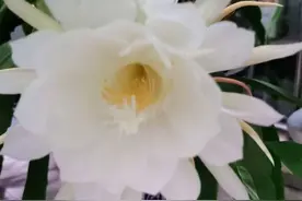 二十四节气为何没有大满图片