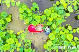 组图｜新鲜莲藕尖 正是上市季图片
