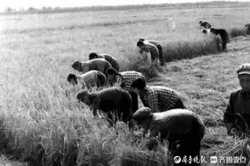 青未了/行走在岁月深处的麦子(散文)图片