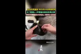 流水的熊猫崽，铁打的90后熊猫奶爸，专门照顾0-1岁熊猫幼崽吃喝拉撒图片