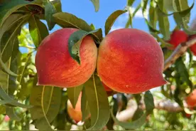 有一种叫云南的生活｜清甜多汁！禄丰百亩车厘子、万亩桃园进入采摘季图片