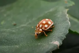 国家植物园有记录的昆虫已超1500种图片