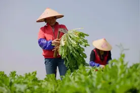 一棵“飞天”雪菜 一本“致富经”图片