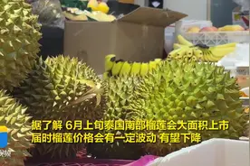 金枕榴莲价格近40元/斤 6月上旬价格或可下浮图片