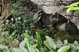 销声匿迹70余年 广西发现岩溶特有珍稀植物野外活体植株图片