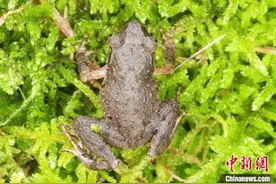 重庆生物多样性保护成效显著 发现一全球新物种图片