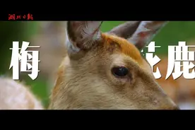 当我不小心闯进动物的眼睛……图片