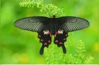小知识丨国际生物多样性日~走进奇妙的昆虫世界图片