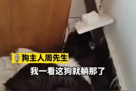 小狗咬断插座被电晕30秒，屎都出来了，主人来不及悲伤它就好了图片