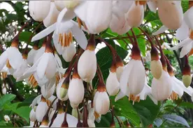 鹤峰野茉莉花盛开图片