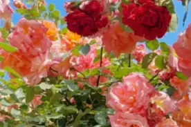 果然视频|临沂书法城与园博园花开满园图片