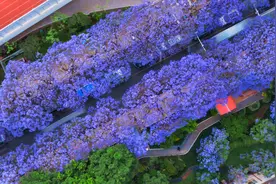 四季旅行·光影云南｜昆明五华：看蓝花楹“一路生花”　半城烟紫半城梦图片