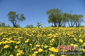 春未尽 夏初临 来敦化老白山赏蒲公英花海图片