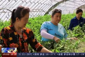 追着花儿看新疆 | “产城融合”发展特色产业助力乡村振兴 描绘宜居新画卷视频封面