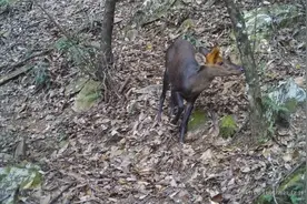 “精灵”出没！你认识多少？图片