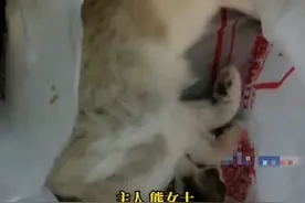 重庆一布偶猫被邻居高空扔下活活摔死，猫主人：什么心理才能做这事图片