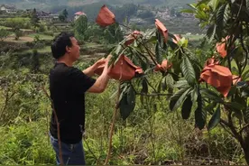 开阳县禾丰乡：枇杷丰收压枝头 农民致富甜心尖图片