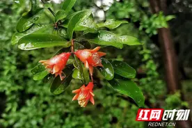 组图丨小满时节雨水盈 湘潭菊花塘公园好风景图片