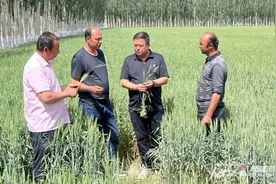 2023年耕地地力保护补贴实施 冬春小麦补贴额度增加图片