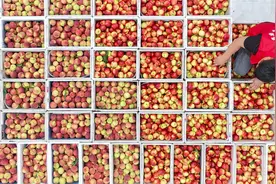 江西湖口：桃子丰收采摘忙图片