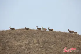 多措并举守护野生马鹿栖息地图片