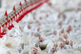 外媒：首次发现野鸟禽流感 巴西宣布进入180天动物卫生紧急状态图片