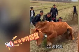 “詹超兄弟，请收下草原上这匹小马驹！”图片