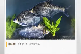 湖湘自然历丨鱼翔浅底⑧武昌鱼是什么鱼图片