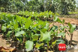 三亚榴莲蜜将迎丰收季图片