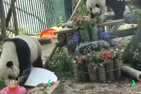 隔壁熊猫过生日“萌兰”馋得想翻墙：“吃啥呢？分我点！”图片