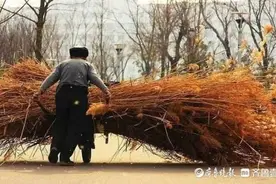 父亲的背影图片