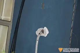 壁虎界的“巨人”，竟“带娃”在这里安家图片