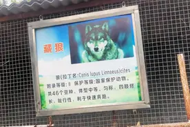 网友吐槽徐州一动物园的狼“还没家里的狗胖”，回应：没有虐待图片