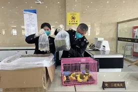 山鸟与鱼？呼和浩特海关查获鹦鹉27只，金鱼、红头剪刀等鱼类百余条图片