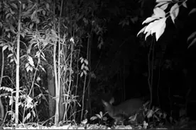 超萌！母子小麂同框讨奶 熊猫谷红外相机又有新发现图片