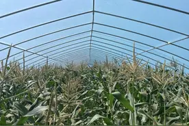 又甜又糯！金汇本地新品种玉米即将上市图片