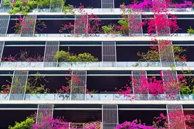 成都：三角梅开 浪漫满城图片