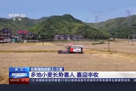 又是一年好“丰”景！各地小麦陆续开镰收割图片