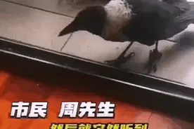 穿着“背带裤”的乌鸦来家里“做客”了图片