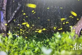 盛夏之夜赏萤时！广州增城有片绝美“萤火虫森林”图片