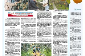 福建有“种” | 只为枇杷一树金图片