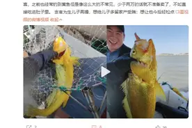 游客钓上野生大黄鱼 市场价过万 浑身金光闪闪图片