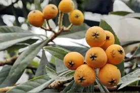 它浑身都是宝！今年变得更甜了……图片