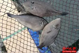 丑却鲜！正大量上市！福建人有口福了！图片